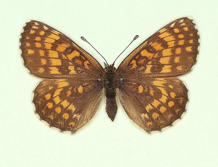 Melitaea athalia female (aberrant form nigromarginata) (Internet Image property of respective owner, non-commercial use only)